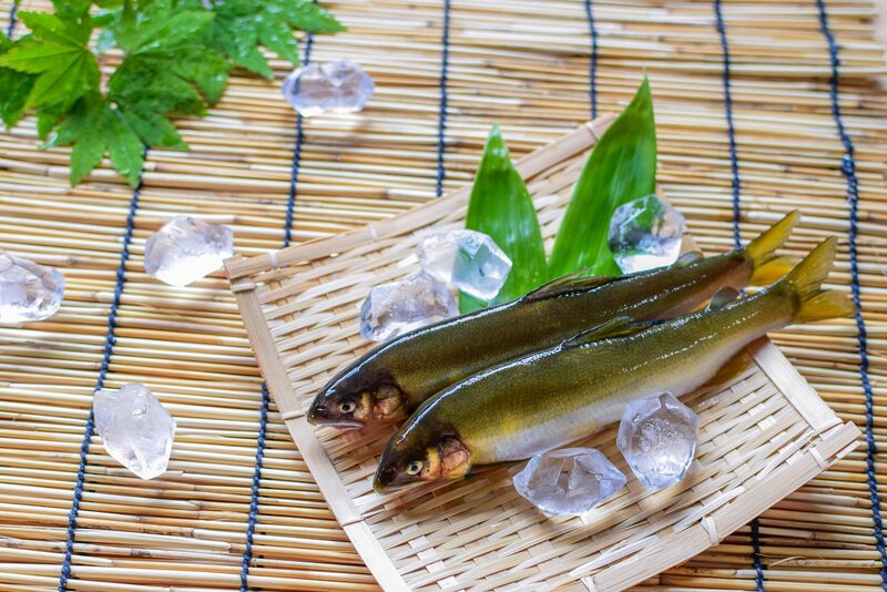 【초여름 한정 회석】하마나코산 장어와 치카쿠 은어의 소금구이 & 장어 히츠마부시(유료로 운탄 이쿠라 솥밥으로 변경 가능)